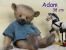 Adam